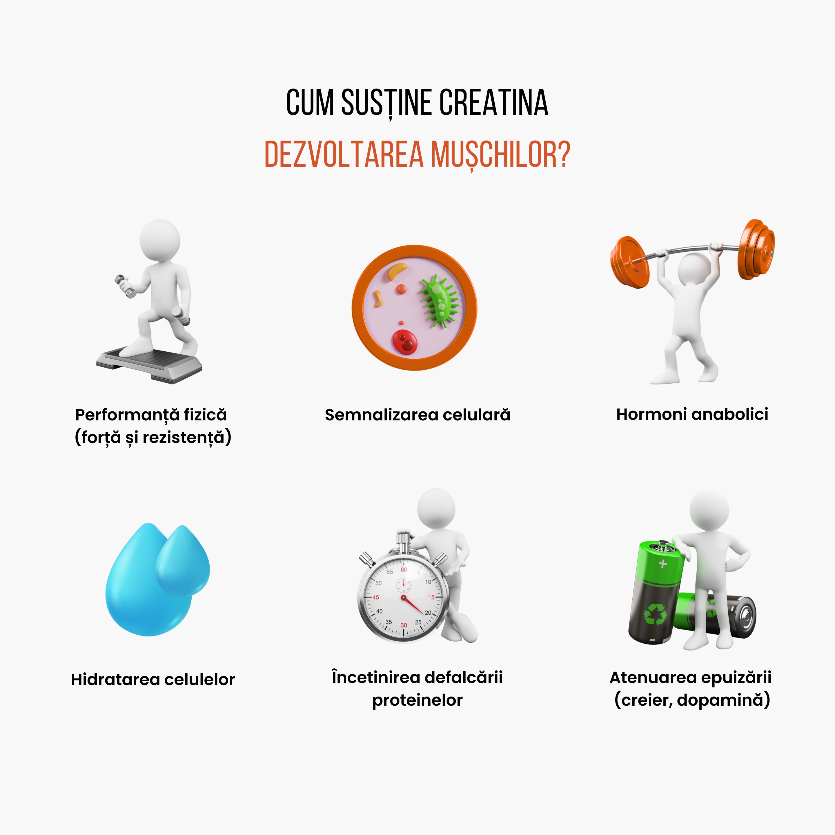 (Rumunština) Jak kreatin podporuje budování svalové hmoty